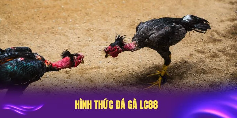 Điểm qua các hình thức đá gà LC88 phổ biến nhất