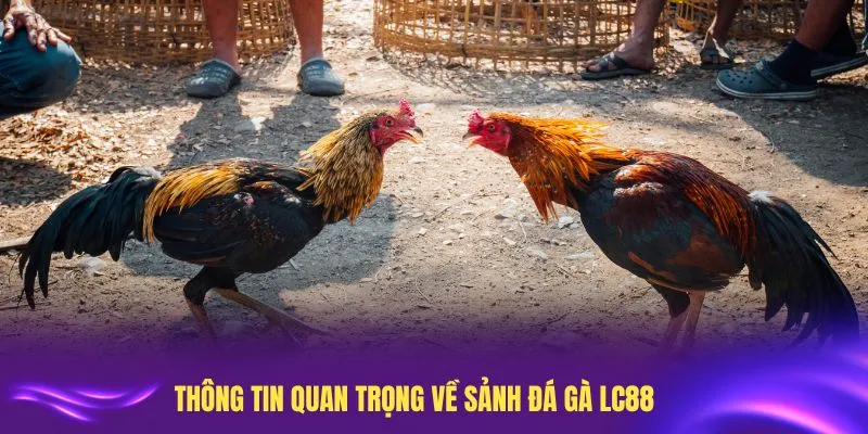 Những thông tin quan trọng về sảnh đá gà LC88 bạn cần biết
